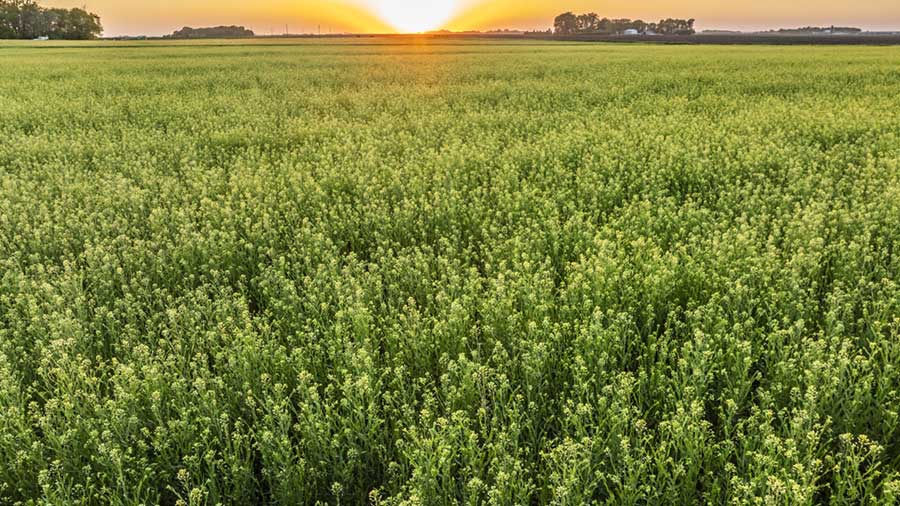 The sun shines down on a field of camelina plant.